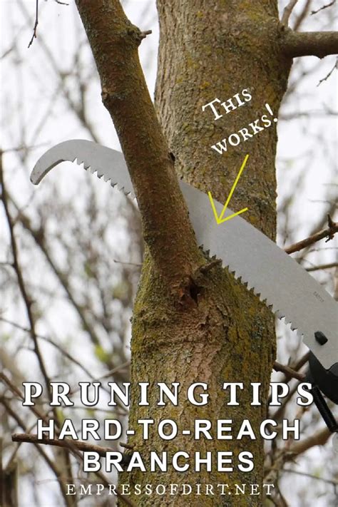 How To Safely Prune Hard To Reach Tree Branches — Empress Of Dirt