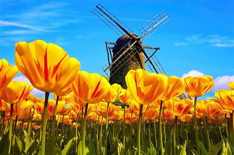 Holland Windmill And Tulips Pretty Windmill Mill Wind Dutch
