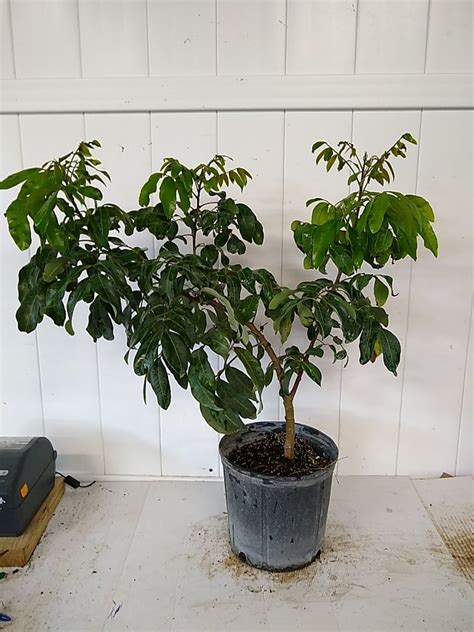 Buy Dimocarpus Longan Longan Edible Fruit Tree Free Shipping Over 100