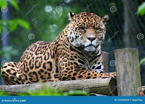 Jaguar Resting On Wooden Platform Stock Photo Image Of Panthera