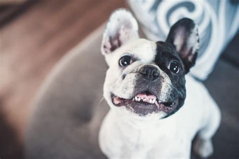 Each of these has pros and cons. 8 Best Foods for a French Bulldog Puppy with Our Most ...