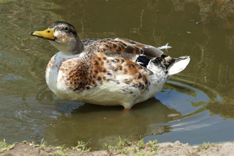 Silver Appleyard Duck Breed Guide Start Here New Life On A Homestead