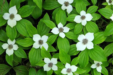 Bunchberry by Frank Townsley in 2021 | Dogwood berries, Dogwood, White ...