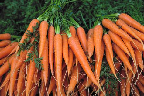 Fresh Carrot Bunches In Open Air Market Antigaspi