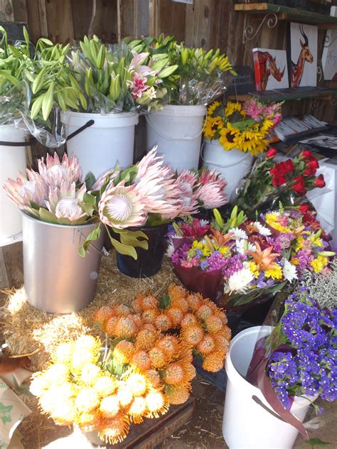 Global dried flowers is a dried flower manufacturing and exporting company headquartered in kolkata, india. Pin on South Africa - Beloved Country