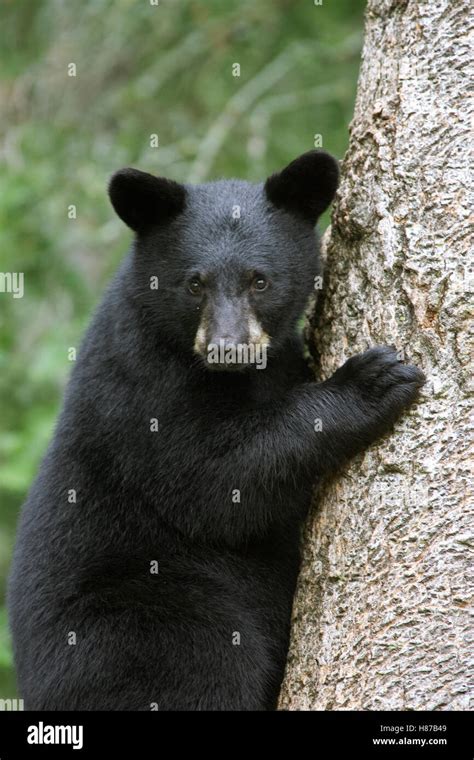 Black Bear Ursus Americanus Cub In Tree Safe From Danger Orr
