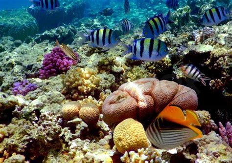 Underwater Photo Of A Hard Coral Reefred Sea Egypt Stock Photo
