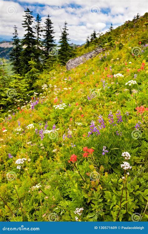Beautiful Wildflowers Blooming Along The Hillside In Washington Stock