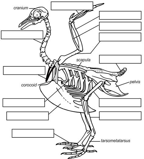 Label The Bones Of A Bird And Human Skeleton