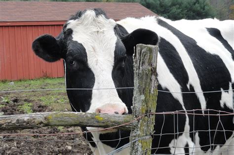 10 Things To Love About Cows One Green Planet