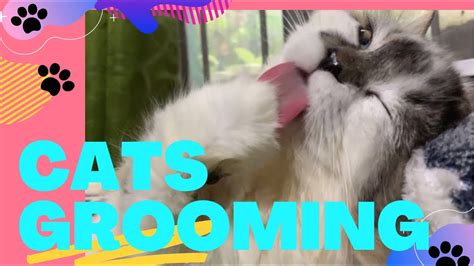 CATS GROOMING Why Do Cats Groom Themselves YouTube