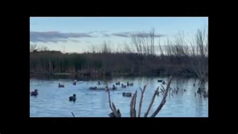 River Duck Hunting Wisconsin Duck Hunting 2021 Youtube