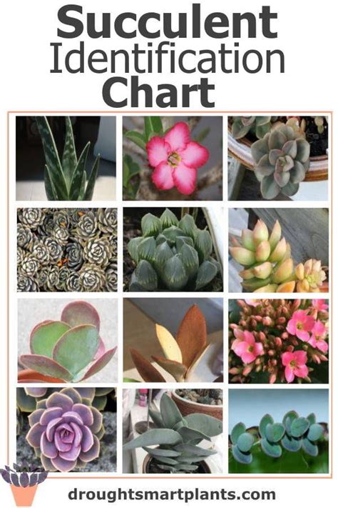 Succulent Identification Guide Photos