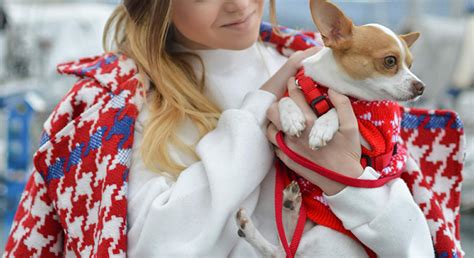 How to properly hold a dog depending on your dog's size, weight and body length, safely hold your dog never carry your dog by squeezing their chest (the armpit method). How To Properly Pick Up A Dog (+ What NOT To Do) - Proud ...