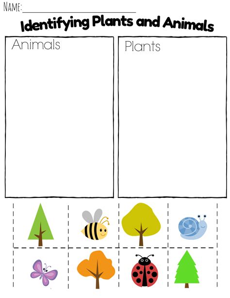 Comparing Plants And Animals In Kindergarten Sckl143 Kindergarten