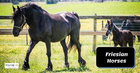 Friesian Horse Breed Temperament And Facts W Pictures And Videos