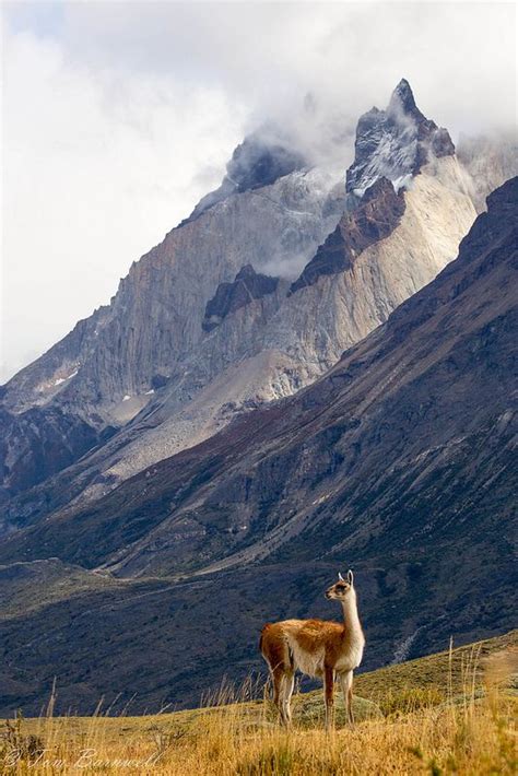 Guanaco, Torres del Paine National Park, Chile Patagonia South America