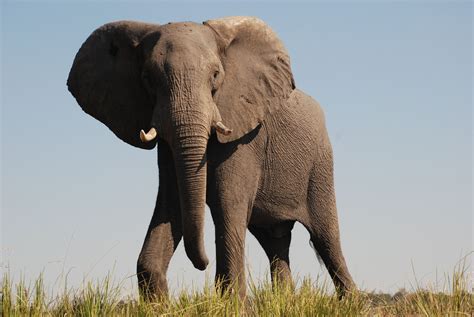African Elephant Front Images And Pictures African Elephant Elephant