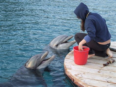 Each species of dolphin has a slightly different diet and large dolphins such as killer whales (orcas) eat larger marine animals such as seals, penguins and turtles. What Do Dolphins Eat? - AnimalWhoop