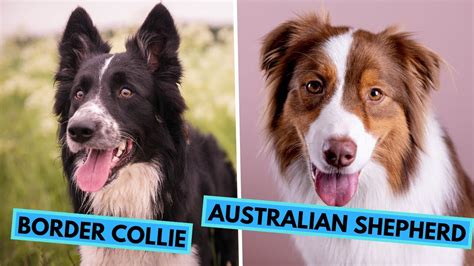 Border Collie Vs Australian Shepherd Dog Breed Comparison Youtube