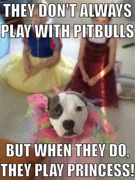 117 Best Pit Bull Memes Images On Pinterest Pit Bull