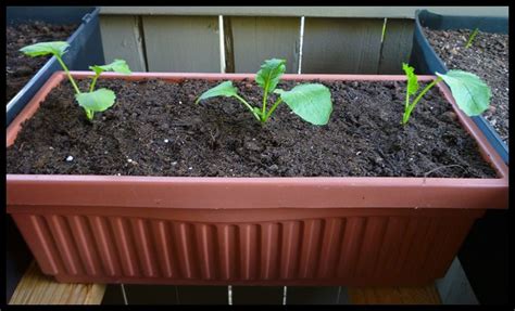 How To Grow Broccoli Raab In Containers Growing Broccoli Container