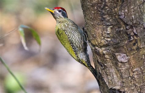 Streak Throated Woodpeckermale Pixahive