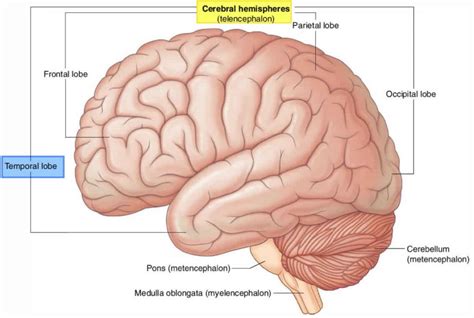 Temporal Lobe Anatomy Location Function Damage And Epilepsy