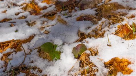 The Snow Melts In The Spring Time Lapse Stock Footage Videohive