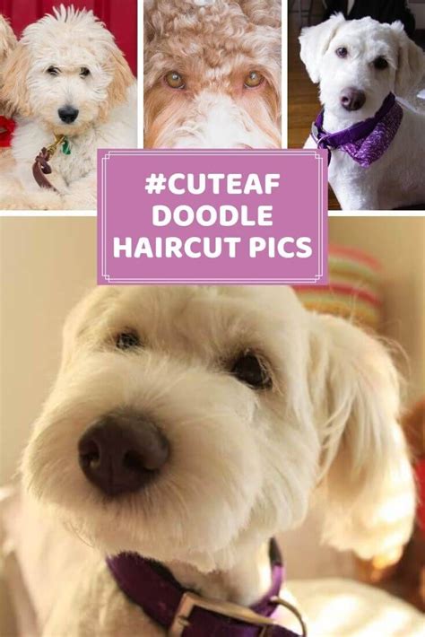 Doodle And Goldendoodle Haircuts To Swoon Over Tons Of Pictures