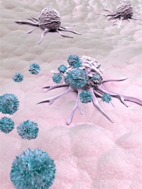 Natural Killer Cells Attacking Cancer Illustration Stock Image