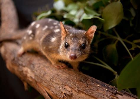 Ecologists Try To Speed Up Evolution To Save Australian Marsupial From