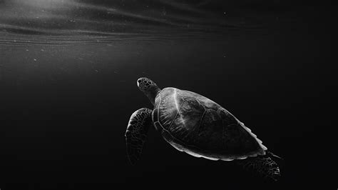 Turtle Oled 4k Turtle Wallpapers Oled Wallpapers Monochrome