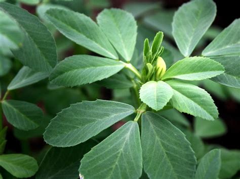 How To Grow Fenugreek Growing Fenugreek In Pots And Care Balcony