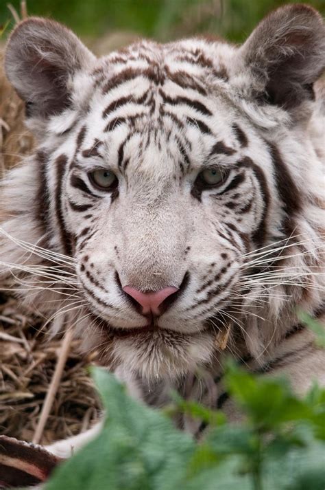 Paradise Wildlife Park White Tiger Cwhum Flickr