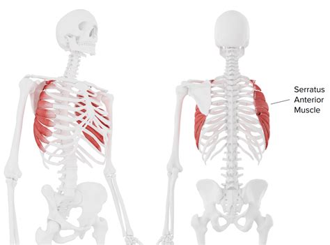 From Boxing To Breathing The Many Functions Of The Serratus Anterior Muscle