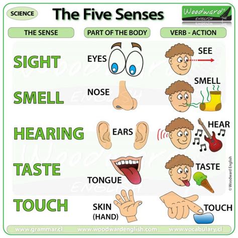 The Five Senses Woodward English