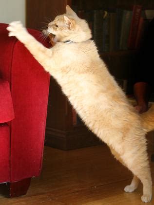 This problem does not occur very frequently with most cats, but when it does, it should be treated immediately because the. Vet Anne Fawcett says ingrown claws can cause pain for ...