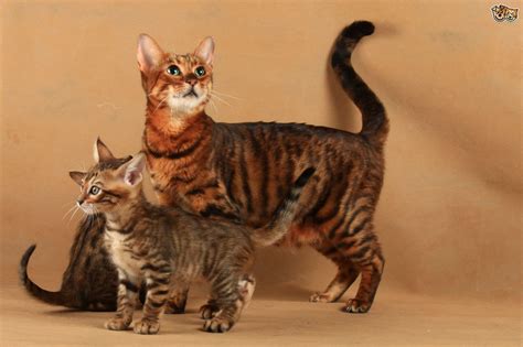 Toyger Cat Characteristics History Pros And Cons Toyger Cat Toyger