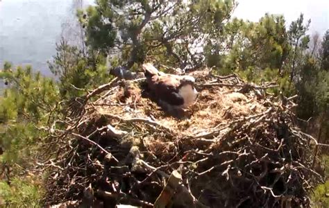 Osprey Lays Her Eggs At Scottish Wildlife Trust Loch Of The Lowes Reservr Metro News