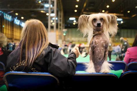 Crufts 2017 Toy And Utility Breeds Take Over Birminghams Nec In