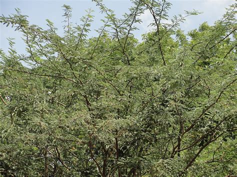 Alien Tree Threatening Livelihoods Mapped In Ethiopia Sub Saharan Africa