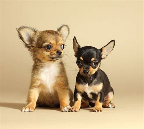 Chihuahua Puppies Cute Pictures And Facts Dogtime Cute Chihuahua