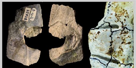 Marine Turtle Shell Fragments From The Solothurn Turtle Limestone Of