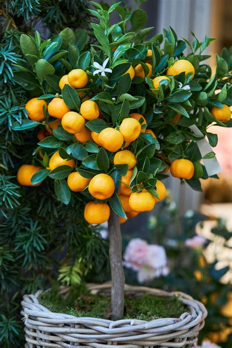 Calamondin Tree for Sale - Trees.com