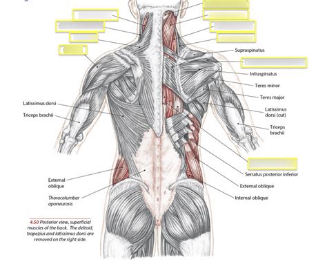 Diagram Back Muscles Aflam Neeeak