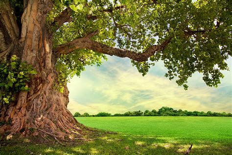 Giant Oak Tree Stock Photos Pictures And Royalty Free Images Istock