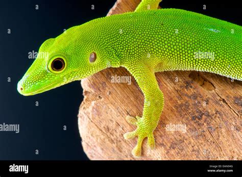 Pemba Island Day Gecko Phelsuma Parkeri Stock Photo Alamy