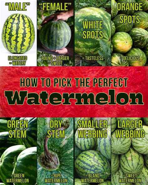 Pick Perfect One With Images Watermelon Picking