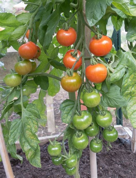 How To Grow Gardeners Delight Tomatoes Horticulture
